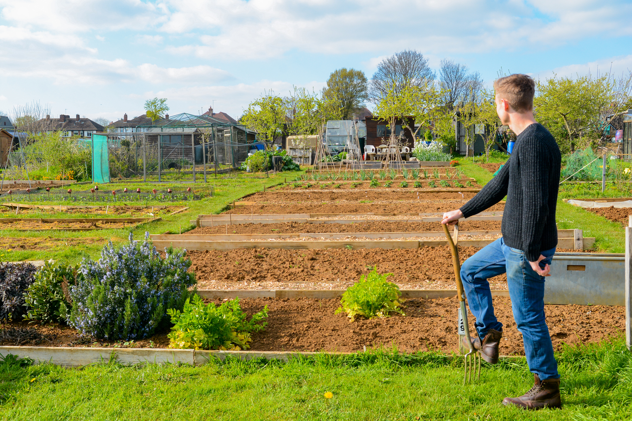 Looking at allotment